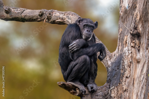 sitting west african chimpanzee relaxes