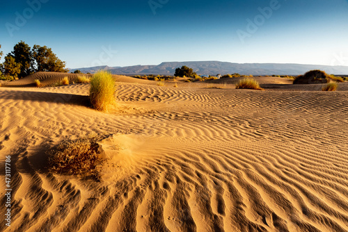 In the Sahara Desert in Morocco. The wind has carved the sand dunes by digging furrows, except in the shelter of the bushes.