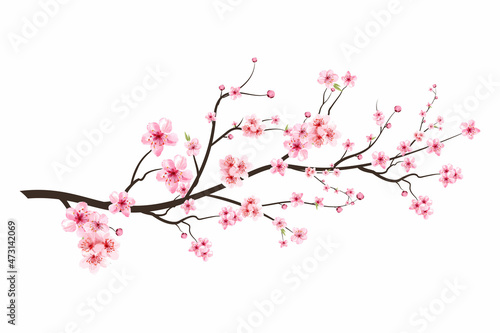 Realistic Cherry blossom branch. Cherry blossom with pink Sakura flower vector. Japanese Cherry blossom vector. Sakura branch with blooming watercolor flower. Pink watercolor cherry flower vector.