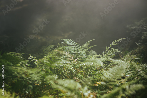 Sun illuminating the undergrowth of a foggy forest