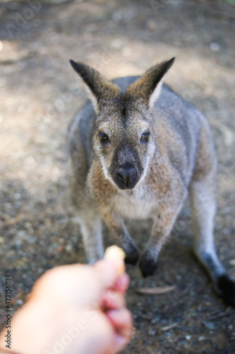 Wallaby carefully looks at nursing hand. Feed kangaroo with your hands. Blurred foreground, focus in center of nose