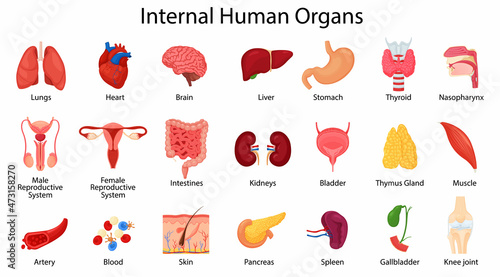 Realistic human internal organs icons set with lungs, kidneys, stomach, intestines, brain, heart, spleen and liver, skin, artery, blood, etc., vector flat illustration