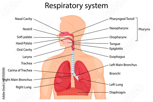 Human respiratory system with description of the corresponding parts. Anatomical vector illustration in flat style isolated over white background.
