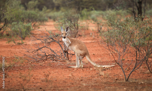 Kangaroos in wild bush, central Australia. Side view kangaroo wildlife stands along road. Red earth and wild bush in Northern Territory