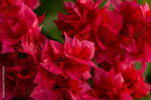 Zbliżenie na piękne czerwone kwiaty na tle zielonych liści.