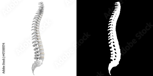 3D rendering illustration of a stylized human spine anatomy