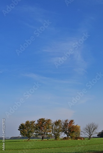 Herbstlandschaft mit Bäumen in Ungarn, Nähe Csorna