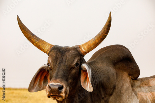 The Guzerá or Guzerat is a Brazilian breed of domestic cattle. It derives from cross-breeding of Indian Kankrej cattle