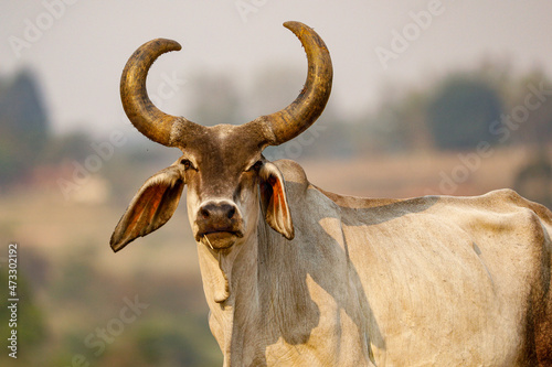 The Guzerá or Guzerat is a Brazilian breed of domestic cattle. It derives from cross-breeding of Indian Kankrej cattle