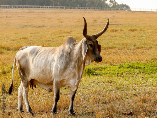 The Guzerá or Guzerat is a Brazilian breed of domestic cattle. It derives from cross-breeding of Indian Kankrej cattle