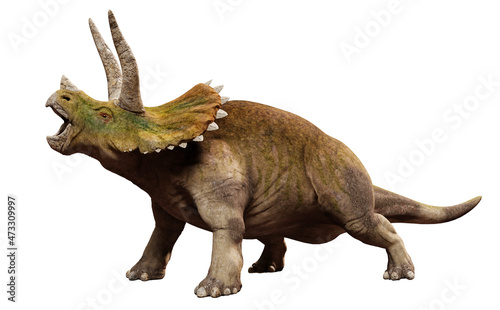 Triceratops horridus, dinosaur isolated on white background, front view