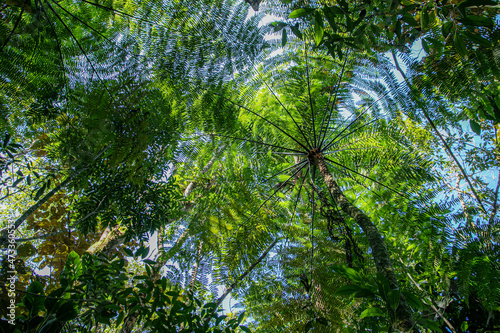 Brazilian Atlantic Forest - Samambaia Açu - Açu fern