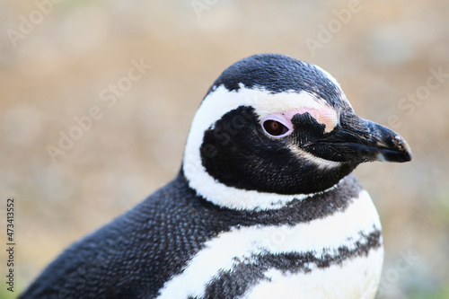 Magellan penguins in Punta Arenas Chile