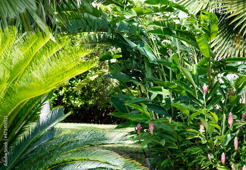 Lush tropical plants, palm tree, ginger lily, and heliconias landscaped in a backyard garden on a sunny day.