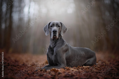 The Great Dane, also known as the German Mastiff or Deutsche Dogge - portrait of dog