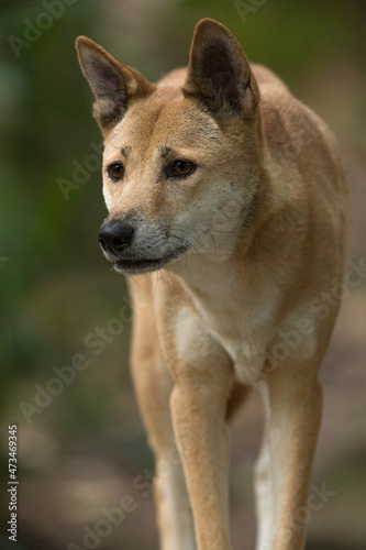 Portrait of a Dingo, Australia's native dog with blurred background