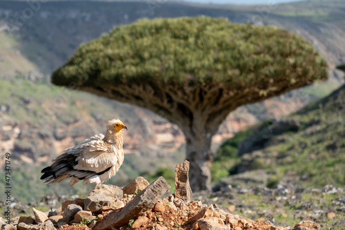 egyptian vulture also called as pharaoh's chicken on Socotra island