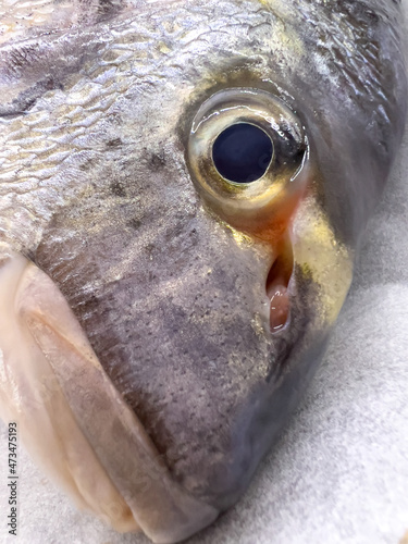 Close-up view of freshly caught sea bream head