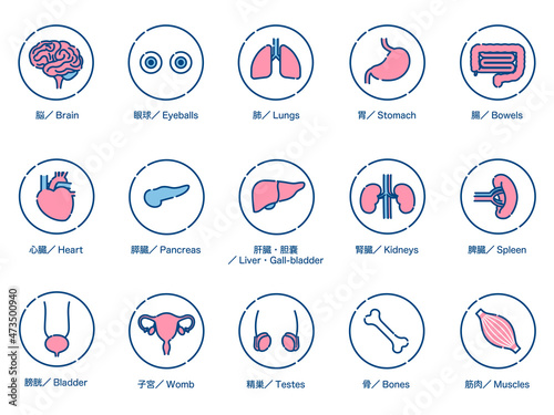 人間の内臓器官 アイコンセット 3色