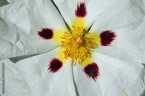Common gum cistus white flower in close up