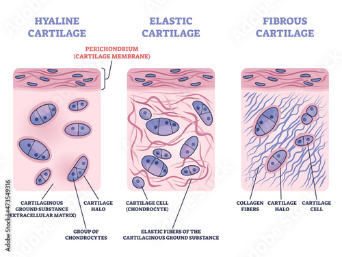 Perichondrium as hyaline, fibrous and elastic cartilage membrane outline diagram. Labeled educational tissue layer structure with cartilaginous ground substance, halo and collagen vector illustration.