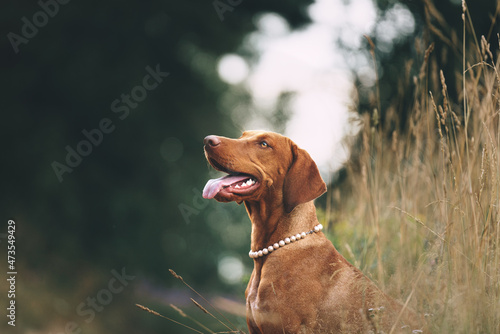 vizsla dog