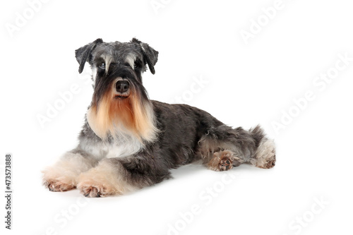 miniature schnauzer black and silver lying on a white background