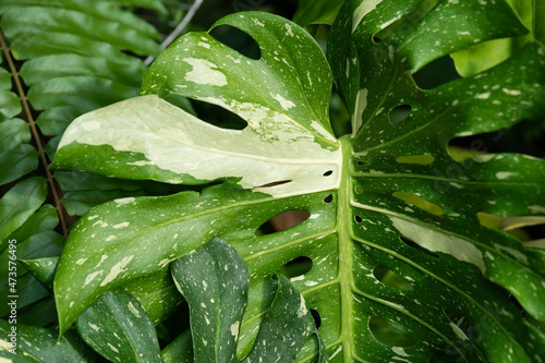 Monstera Deliciosa Thai Constellation close up on the foliage. Exotic rare collector plant of the yellow splash variegation leaves and also variegated sections on their stems and petioles.