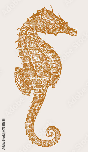 Threatened female lined seahorse hippocampus erectus in profile view