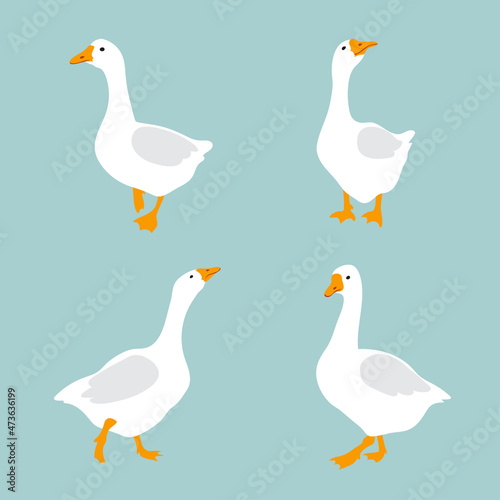 Set of cute white geese. Vector goose illustration