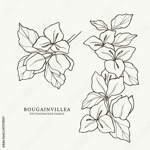 Set of hand drawn bougainvillea branches