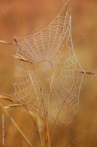 spider web with dew drops