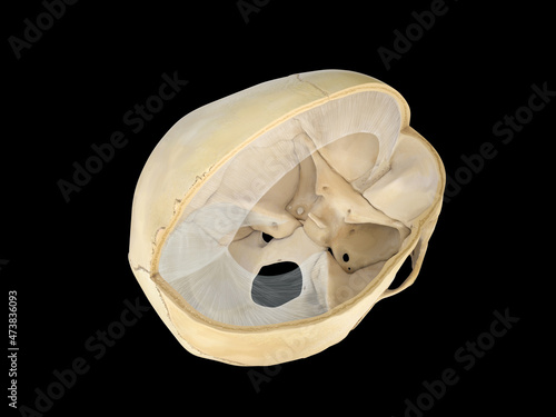 Human skull transversal cross-section view. On white background. 3d rendering. falx cerebri