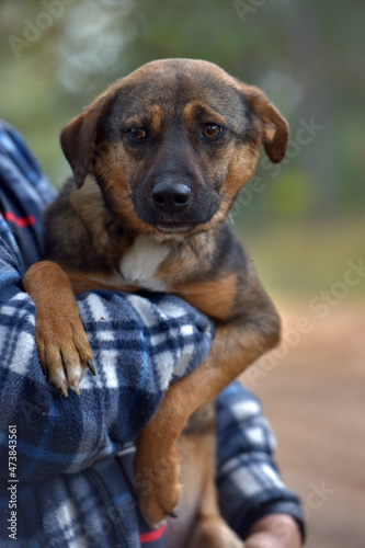 scared little brown mongrel puppy at animal shelter