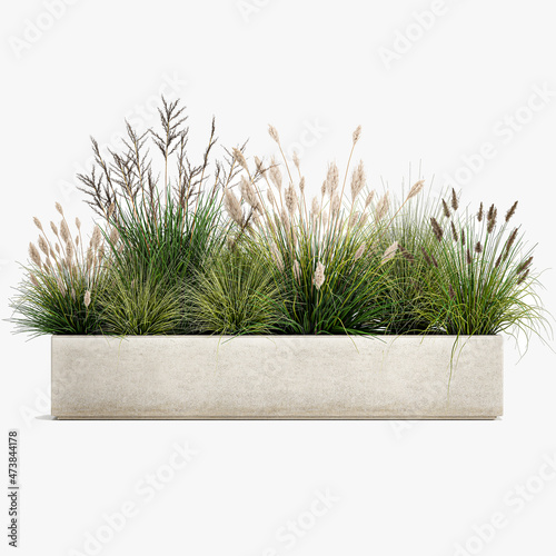 pampas grass in flowerpot isolated on white background