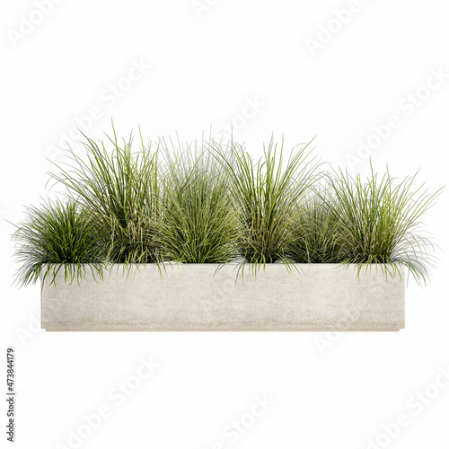 pampas grass in flowerpot isolated on white background