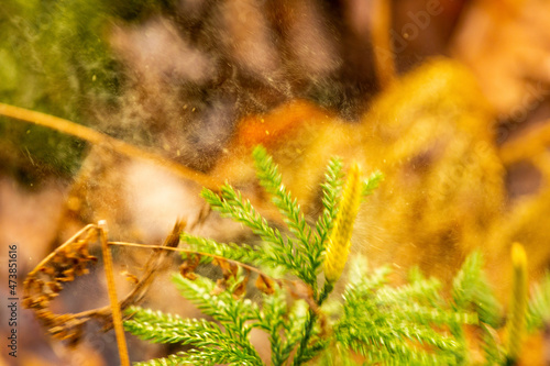 Princess pine releasing clouds of spores when hit with stick.