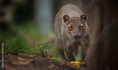 Rare fosa Cryptoprocta ferox running and looking around for food.