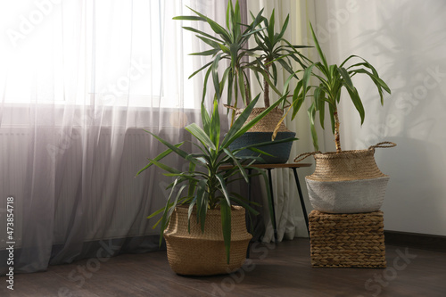 Beautiful houseplants near window indoors. Interior design. Space for text