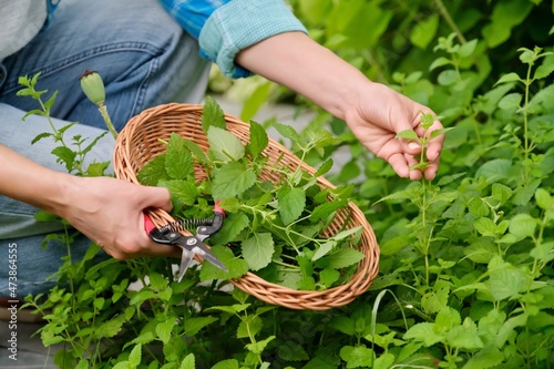 Hands with garden shears and wicker plate with aromatic fresh Lemon balm mint Melissa officinalis herbs