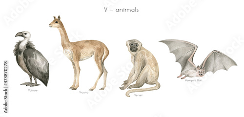 Watercolor wild animals letter V. Vulture, vicuna, vervet, vampire bat. Zoo alphabet. Wildlife animals. Educational cards with animals. 