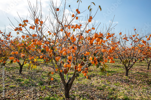 The Oriental persimmon (Diospyros kaki) fruits in late fall. Diospyros kaki, of the Persimon variety, ripe on a tree branch in a plantation in Denizli, Turkey.