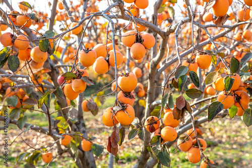 The Oriental persimmon (Diospyros kaki) fruits in late fall. Diospyros kaki, of the Persimon variety, ripe on a tree branch in a plantation in Denizli, Turkey.