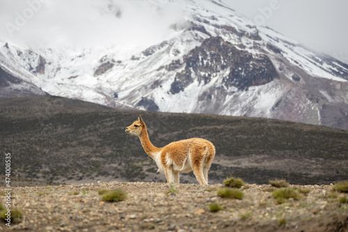 Vigogne in Chimborazo