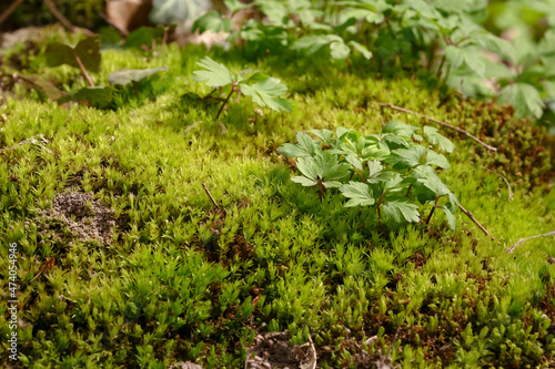 Blätter der Anemone wachsen aus einem Moospolster