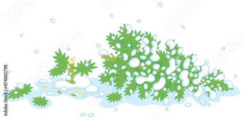 Felled green fir tree on a snowy winter forest glade, vector cartoon illustration isolated on a white background