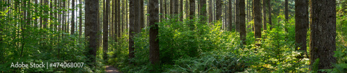 Douglas Fir tree forest in Pacific Northwest USA