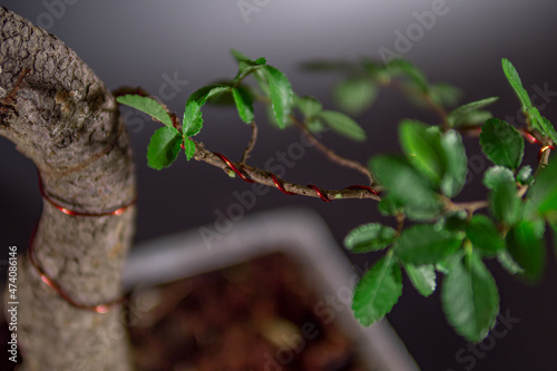 Drutowanie drzewka bonsai