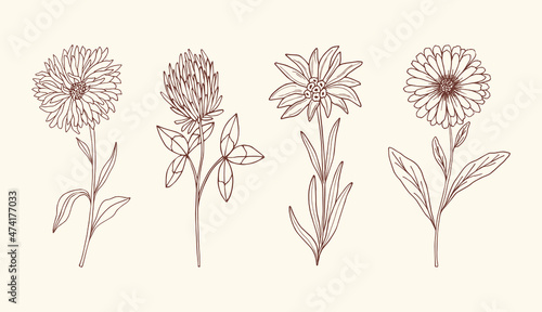 Sketch of medicinal plants. Botanical collection
