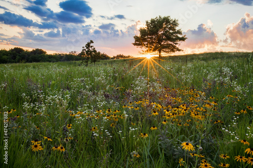 Spectatcular sunburst at sunset over a prairie field of wildflowers, Shoefactory Prairie Nature Preserve, ELgin, IL.